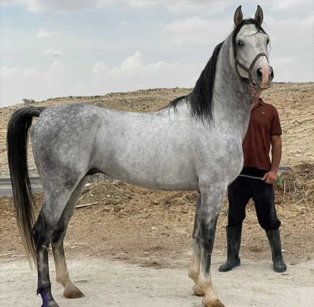 باشگاه سوارکاری حریر در ایلام