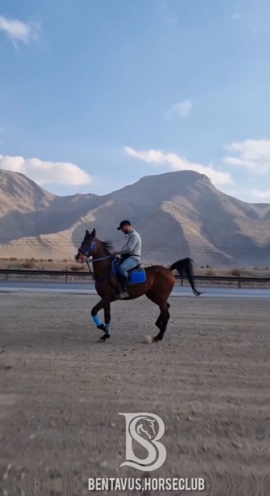 باشگاه سوارکاری بن طاووس در فولادشهر