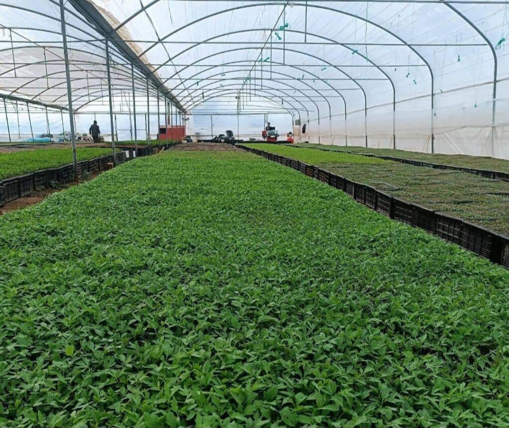 تولید و فروش نشاء صیفی جات گوجه و خیار گلخانه رژاکو کرمانشاه