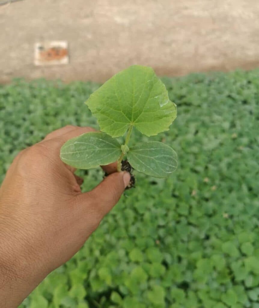 تولید و فروش نشاء صیفی جات گوجه و خیار گلخانه رژاکو کرمانشاه