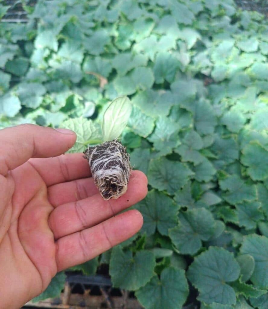 تولید و فروش نشاء صیفی جات گوجه و خیار گلخانه رژاکو کرمانشاه