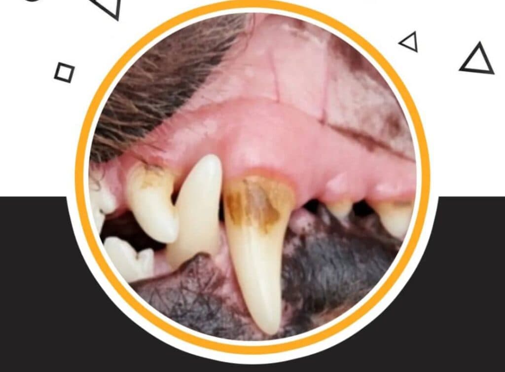 کلینیک دامپزشکی چیتا در نور