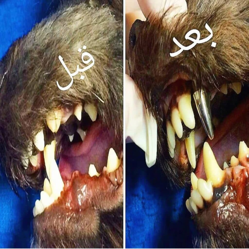 کلینیک دامپزشکی چیتا در نور