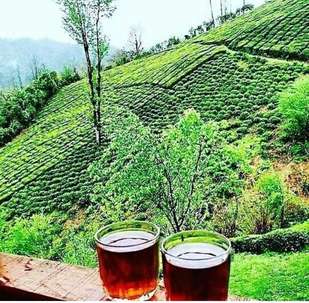 کارخانه تولید و فروش چای نور جعفری در لاهیجان