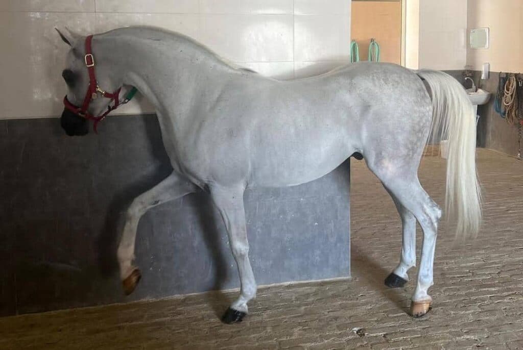 باشگاه سوارکاری و پرورش اسب کارنو استاد در میبد