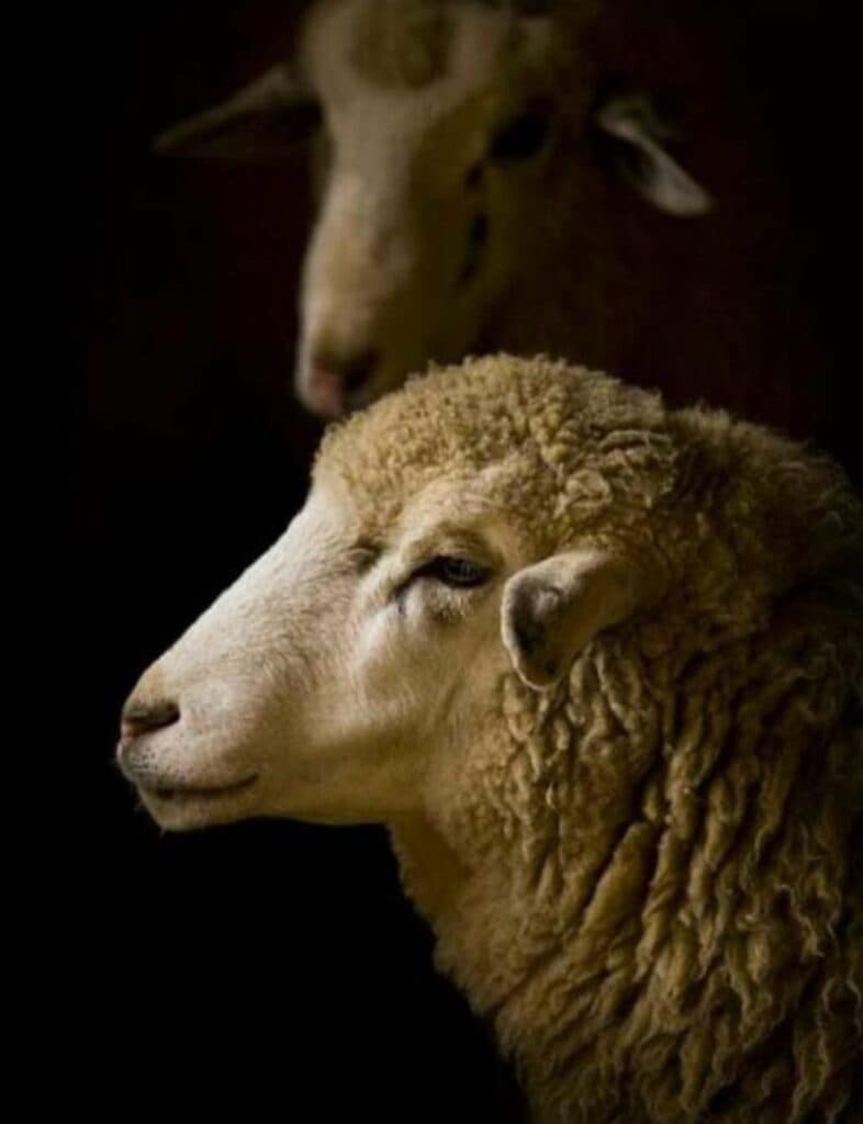 فروش گوسفند زنده مهدی نیسانی در اصفهان