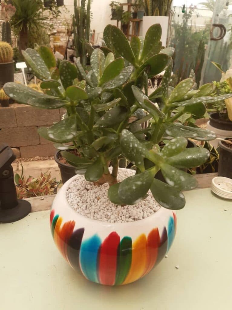 تولید و پخش گل و کاکتوس مهدی در اصفهان