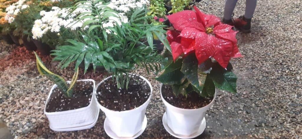 تولید و پخش گل و کاکتوس مهدی در اصفهان