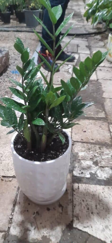 تولید و پخش گل و کاکتوس مهدی در اصفهان