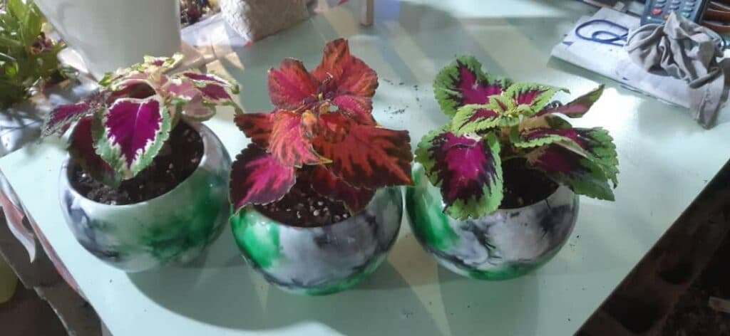 تولید و پخش گل و کاکتوس مهدی در اصفهان