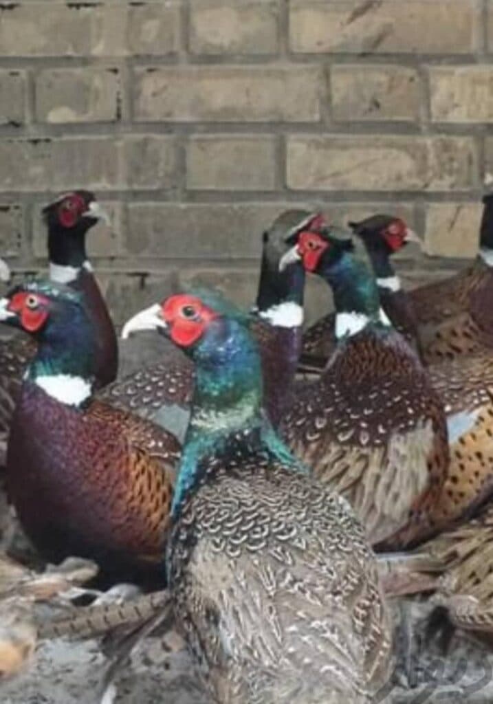 شرکت پرورش قرقاول غزال در اصفهان