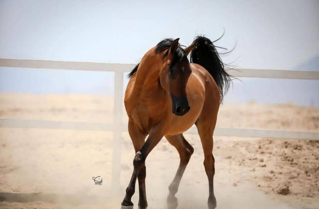 باشگاه سوارکاری و پرورش اسب کارنو استاد در میبد