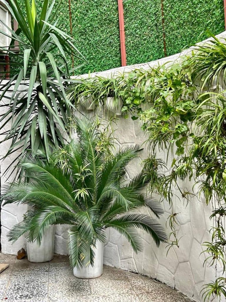 اقامتگاه یوکا سبز در چالوس