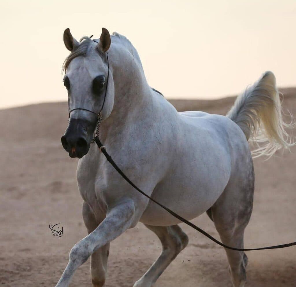 باشگاه سوارکاری و پرورش اسب کارنو استاد در میبد