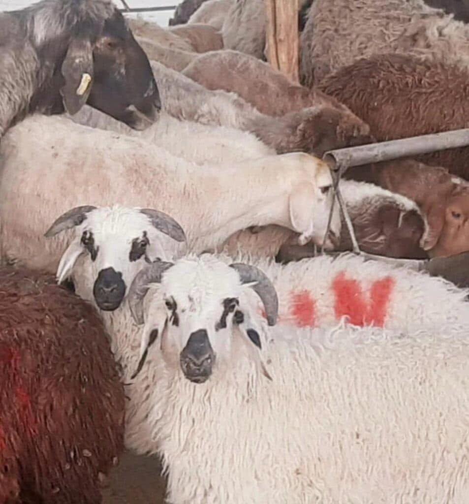 فروش گوسفند زنده مهدی نیسانی در اصفهان