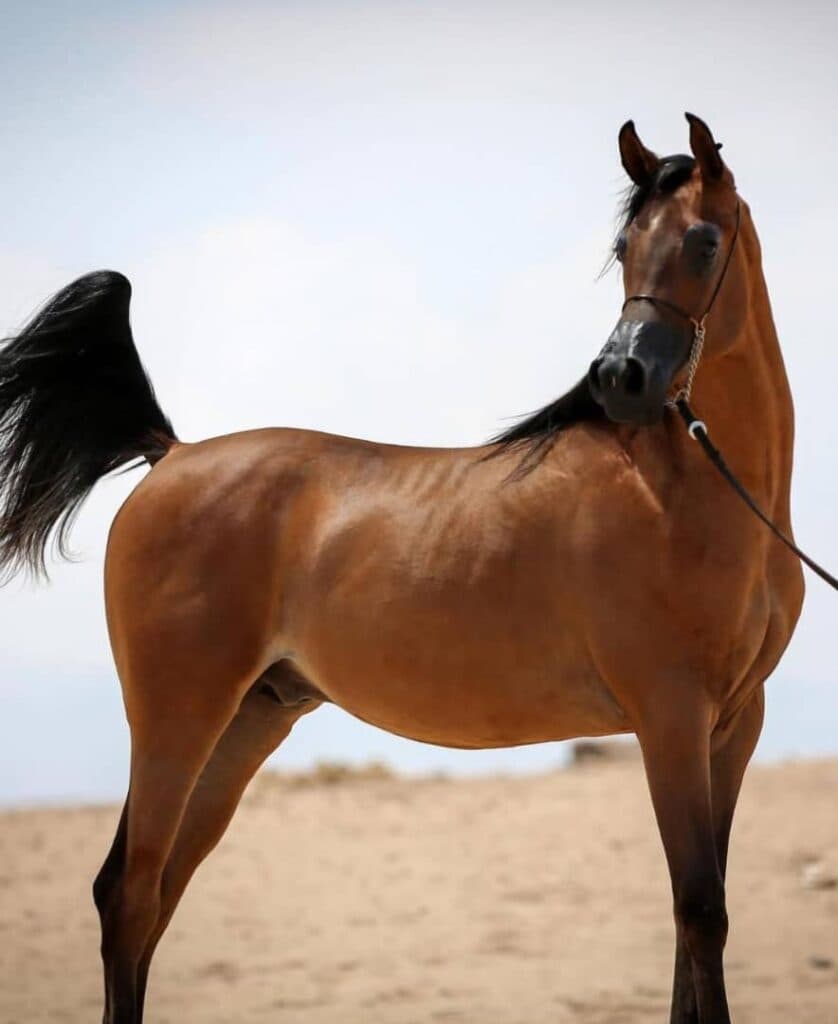 باشگاه سوارکاری و پرورش اسب کارنو استاد در میبد