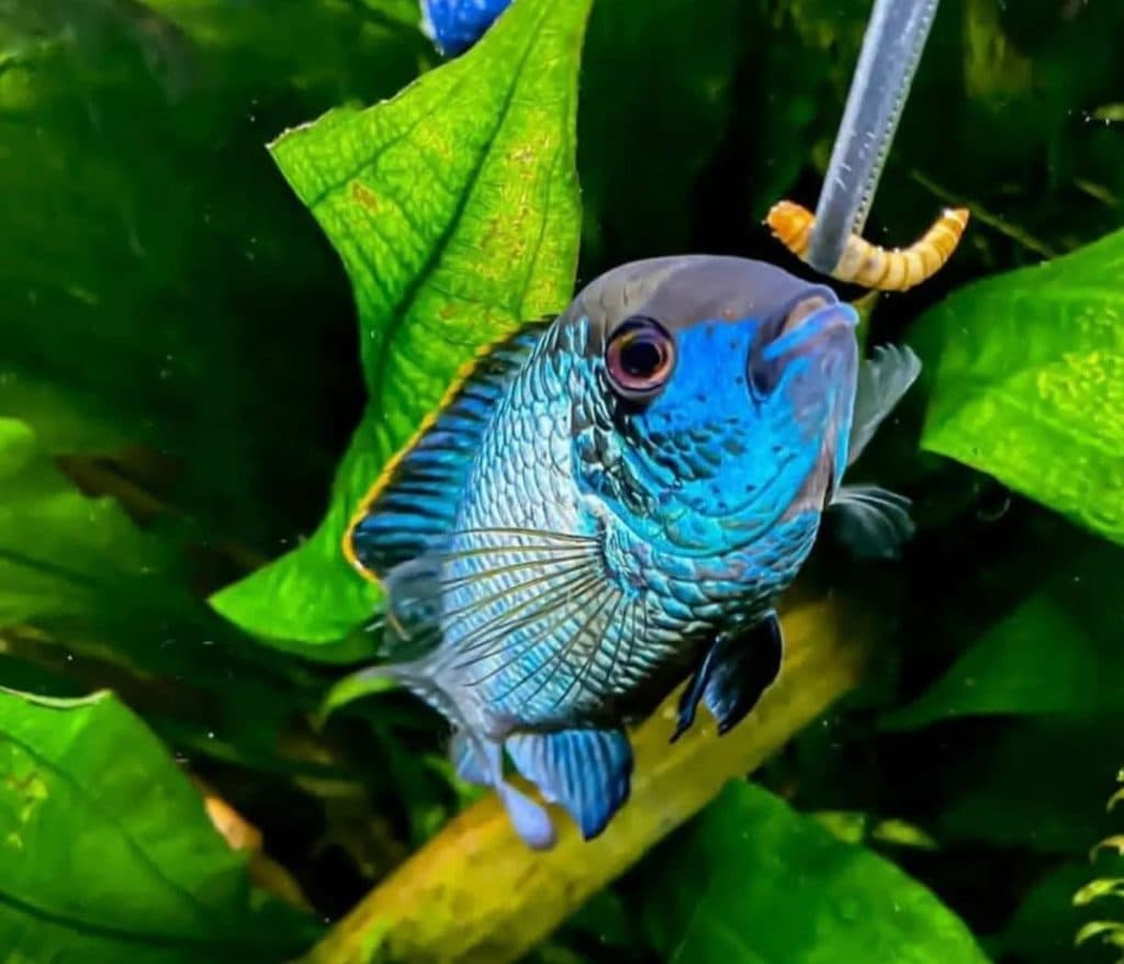 تولید و پخش میلورم خشک رمضانی در قم