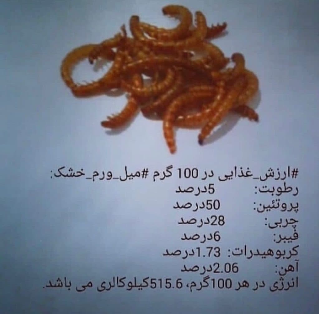 آموزش و تولید میلورم خشک و زنده صولتی مهر در پرند