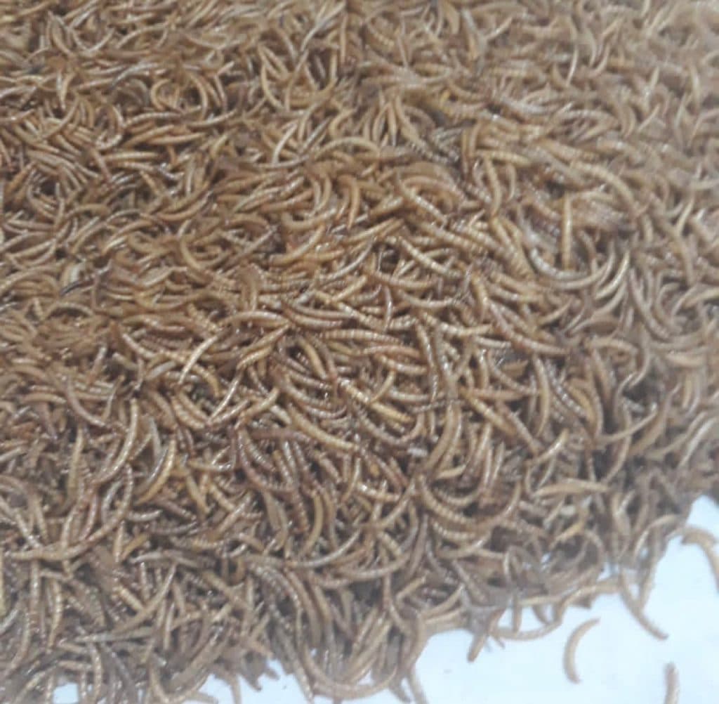 آموزش و تولید میلورم خشک و زنده صولتی مهر در پرند