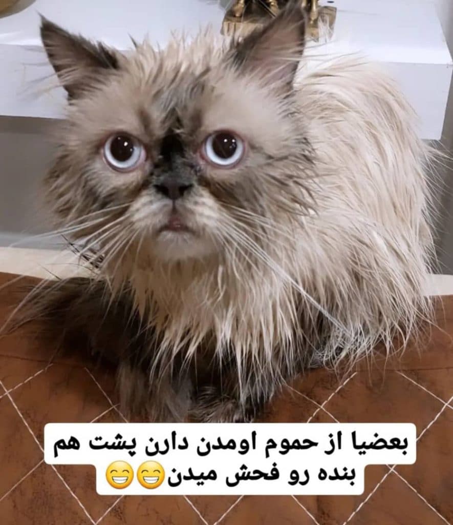 پانسیون حیوانات خانگی و پرندگان زینتی پاندا در مشهد