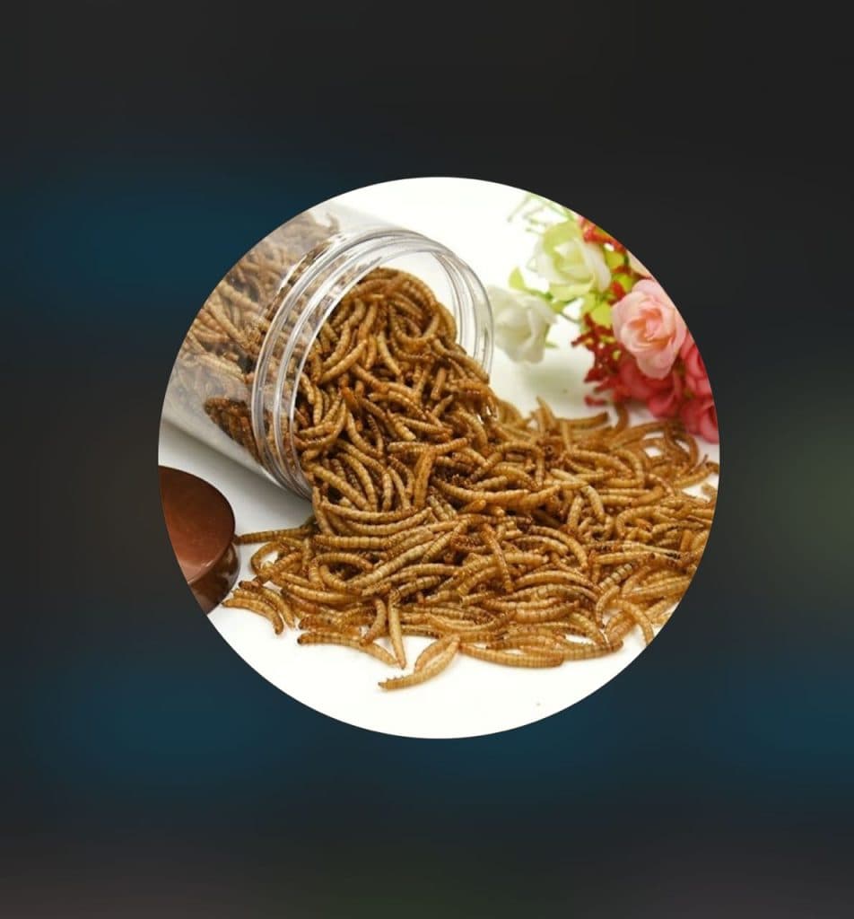 آموزش و تولید میلورم خشک و زنده صولتی مهر در پرند