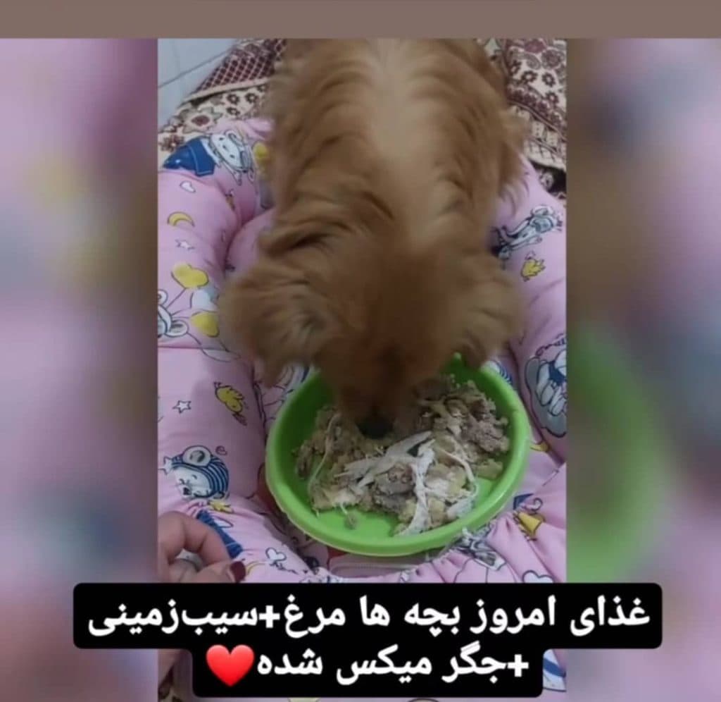 پانسیون حیوانات خانگی و پرندگان زینتی پاندا در مشهد