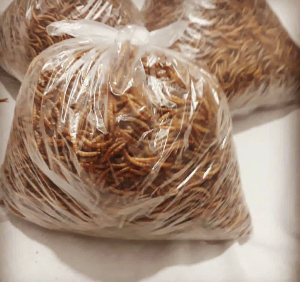 آموزش و تولید میلورم خشک و زنده صولتی مهر در پرند