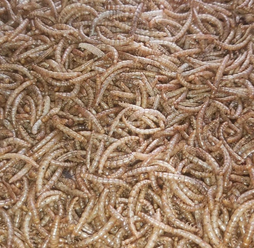 آموزش و تولید میلورم خشک و زنده صولتی مهر در پرند