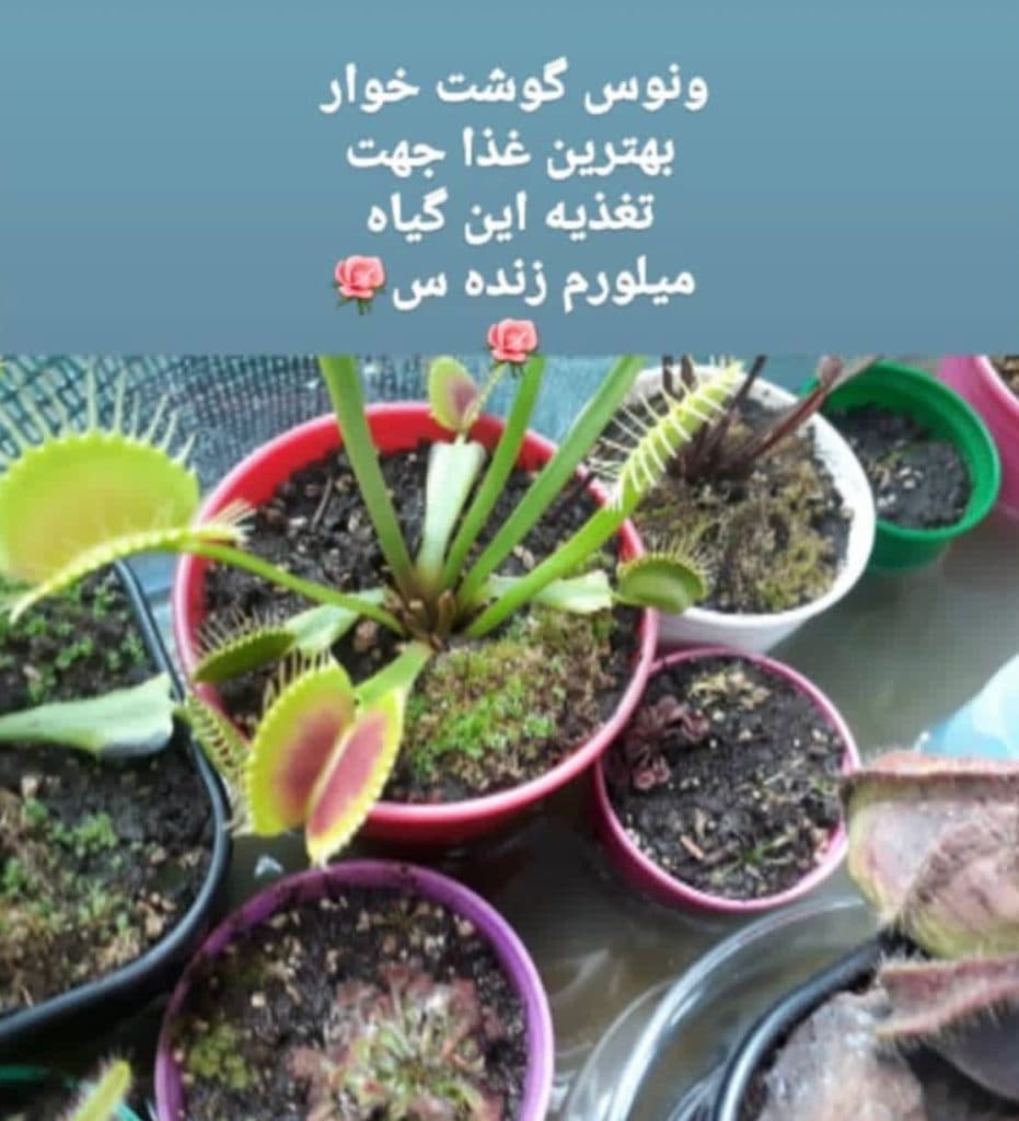 آموزش و تولید میلورم خشک و زنده صولتی مهر در پرند