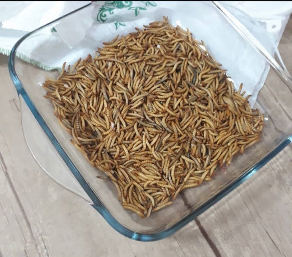 آموزش و تولید میلورم خشک و زنده صولتی مهر در پرند