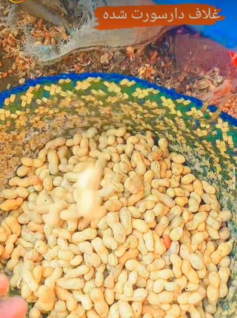 فروش آنلاین بادام زمینی صدرا آران در تبریز