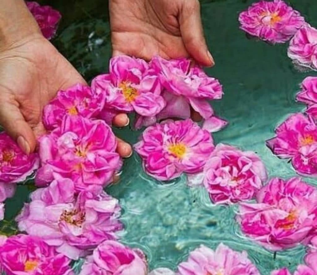 گلابگیری و عرقیات سنتی دیار آبریزان آذران