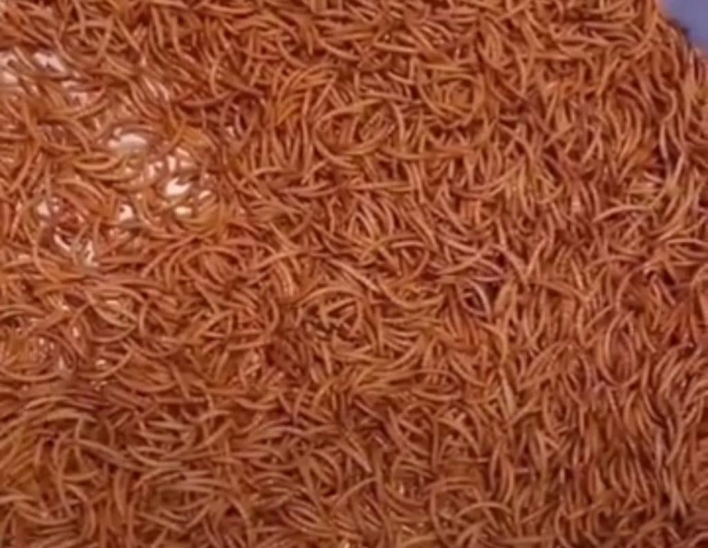 تولید و پخش میلورم خشک رمضانی در قم