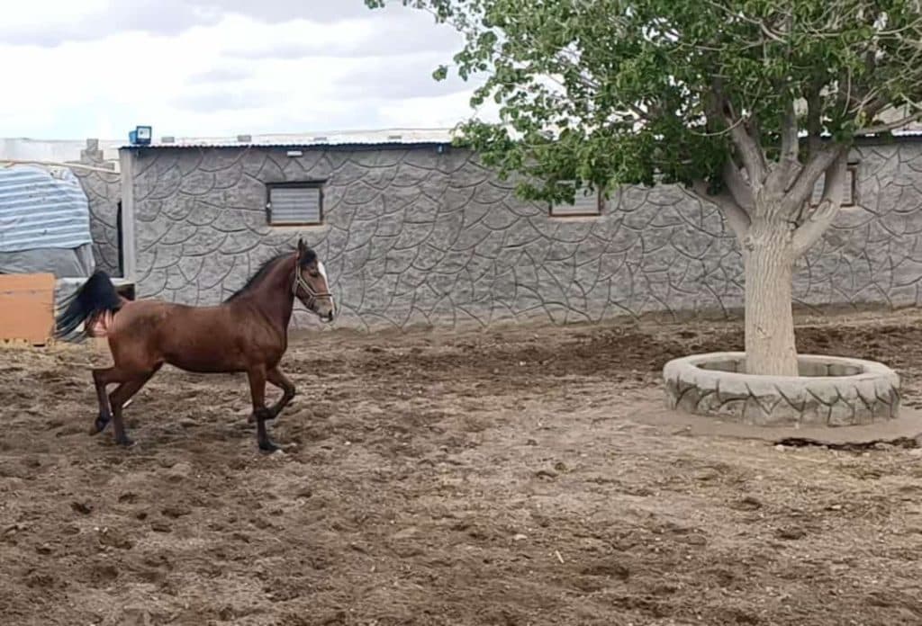 مرکز پرورش و نگهداری اسب پندار در سیرجان