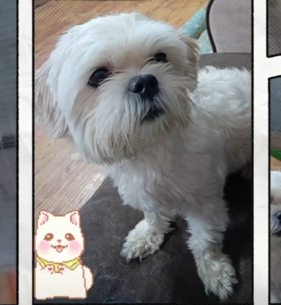 پانسیون حیوانات خانگی و پرندگان زینتی پاندا در مشهد