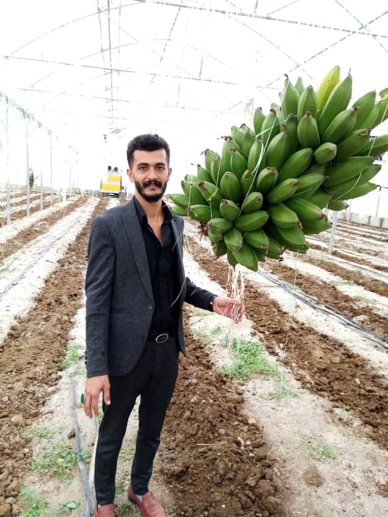 گلخانه محصولات ارگانیک جودکی در ازنا