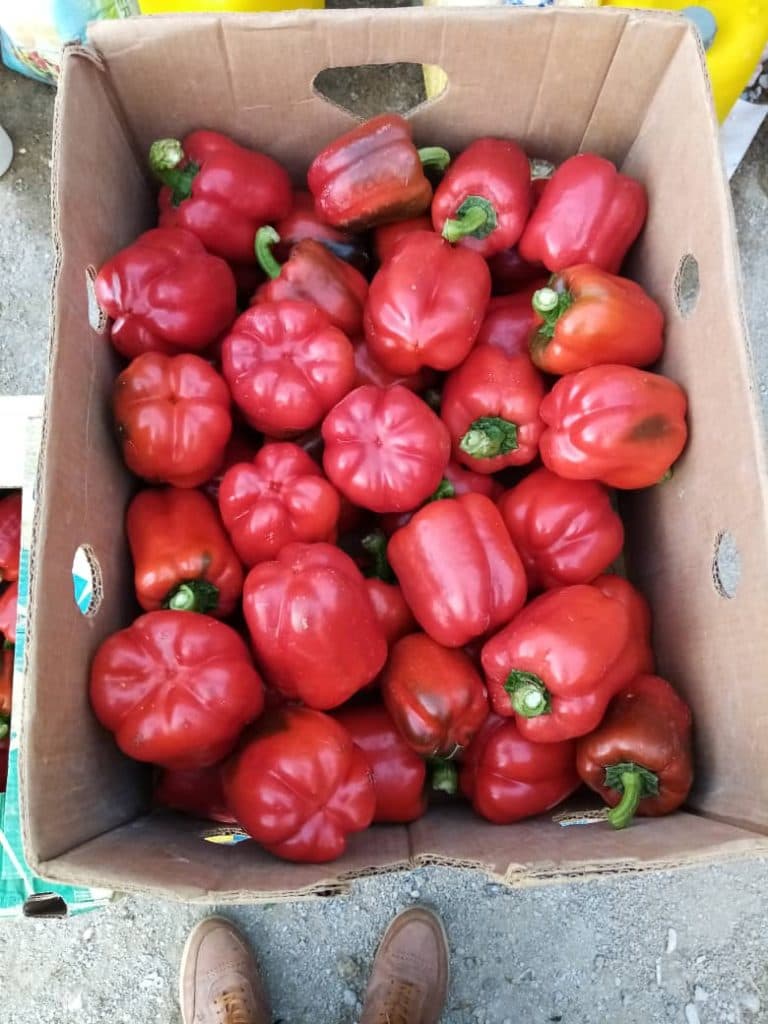 گلخانه محصولات ارگانیک جودکی در ازنا