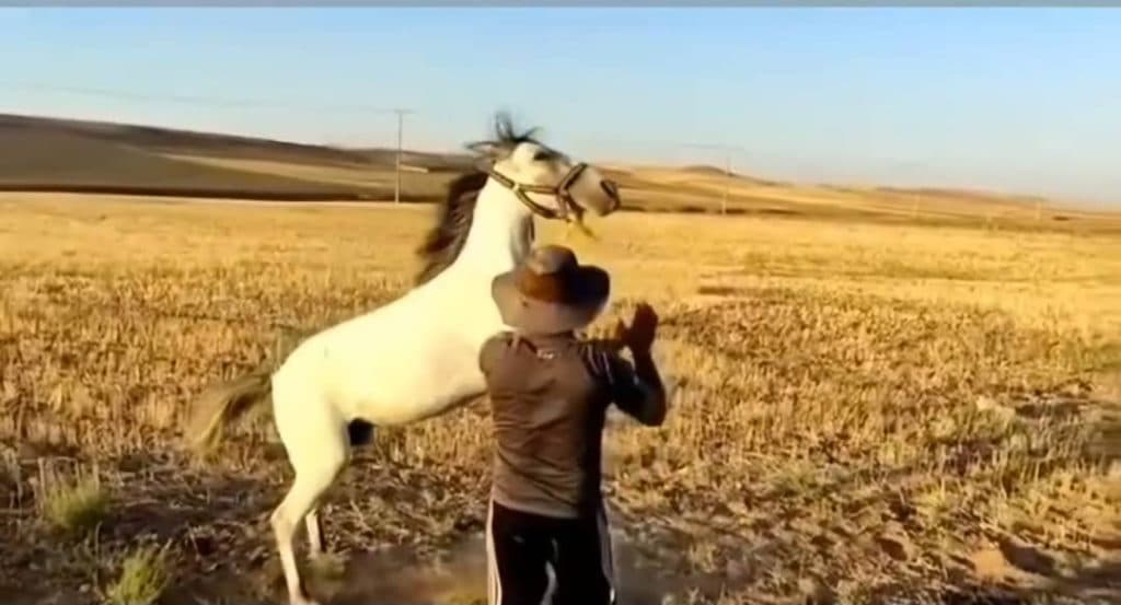 باشگاه اسب سواری سلاطین در تبریز