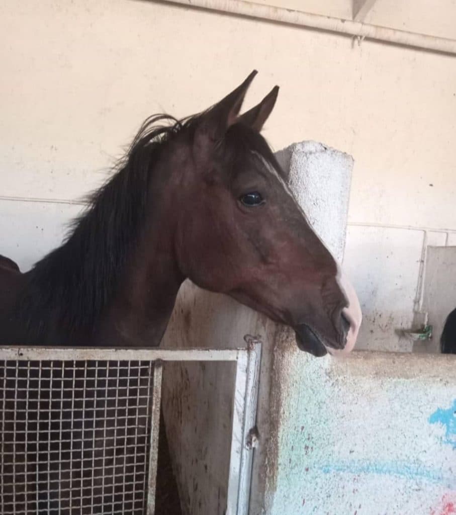 باشگاه اسب سواری سلاطین در تبریز