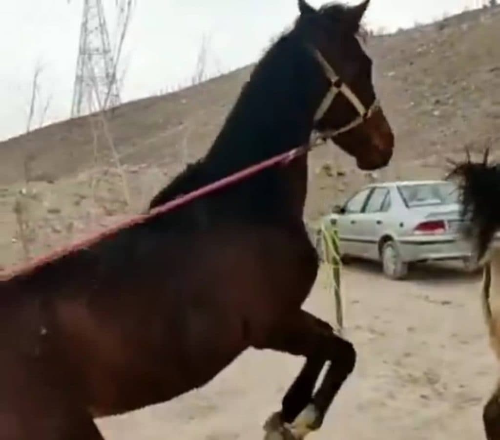 باشگاه اسب سواری سلاطین در تبریز