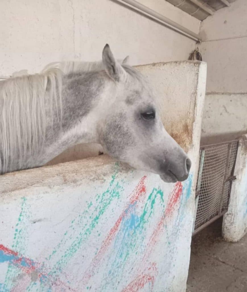 باشگاه اسب سواری سلاطین در تبریز