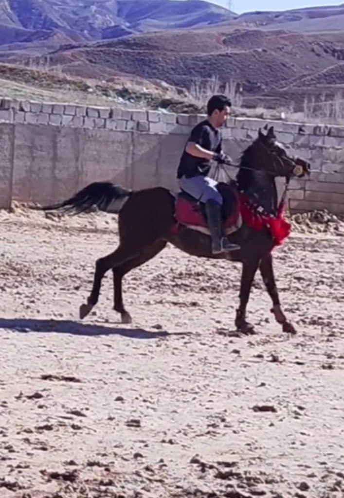 باشگاه اسب سواری سلاطین در تبریز