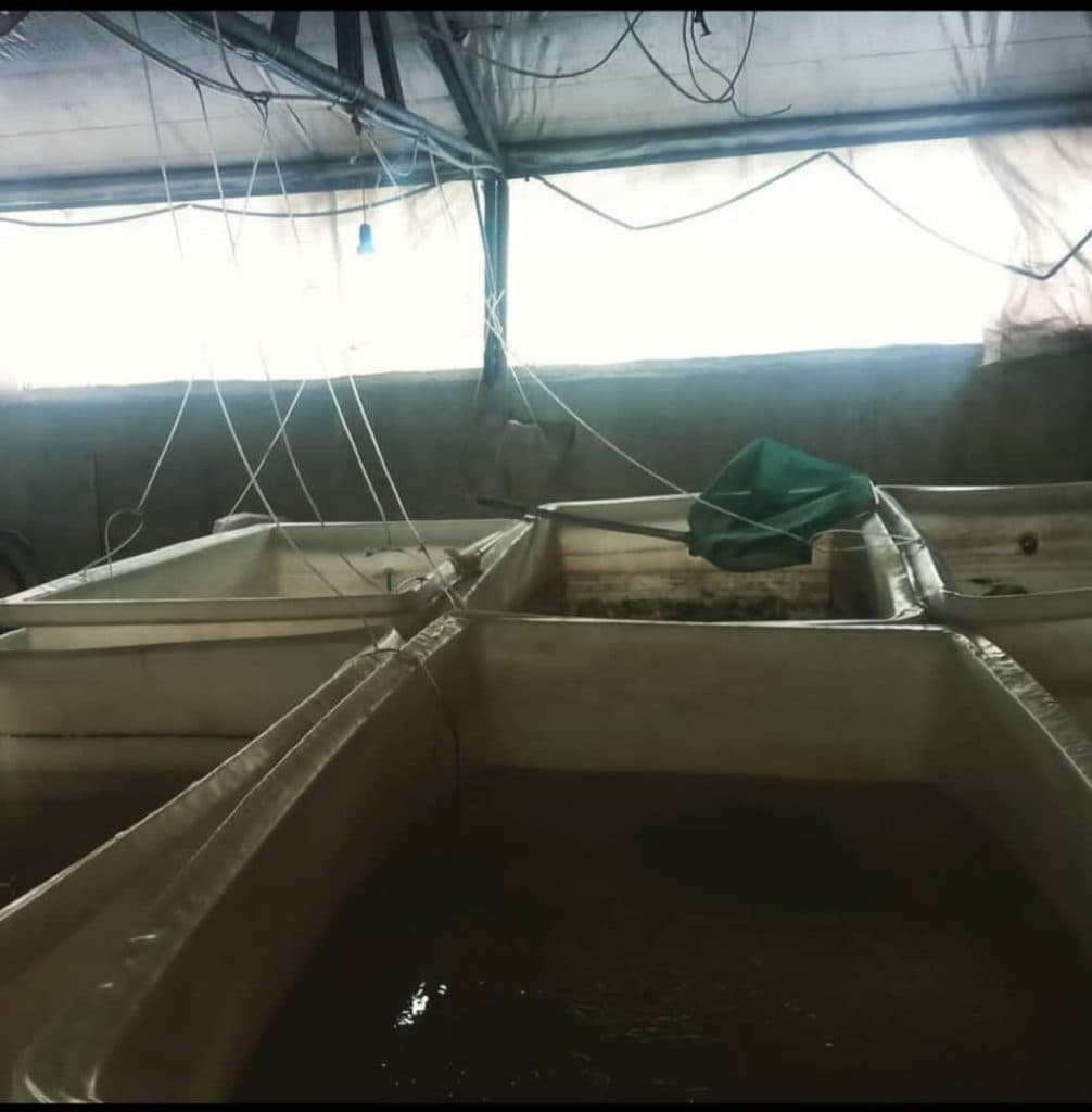 تکثیر و پرورش ماهی زینتی هومن بلوریان در سنندج