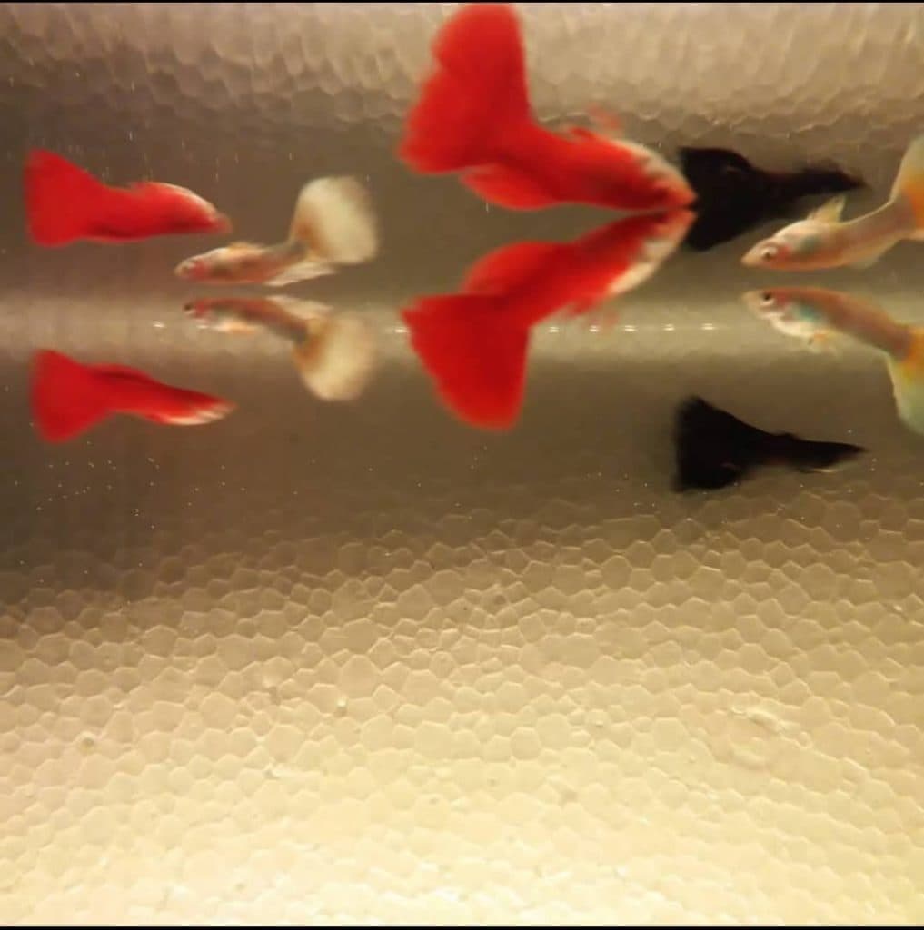 تکثیر و پرورش ماهی زینتی هومن بلوریان در سنندج