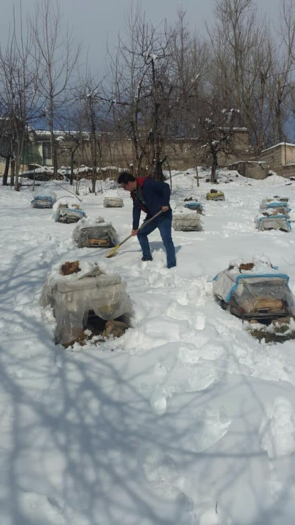 تولیدی عسل زنبور طلا در اردبیل