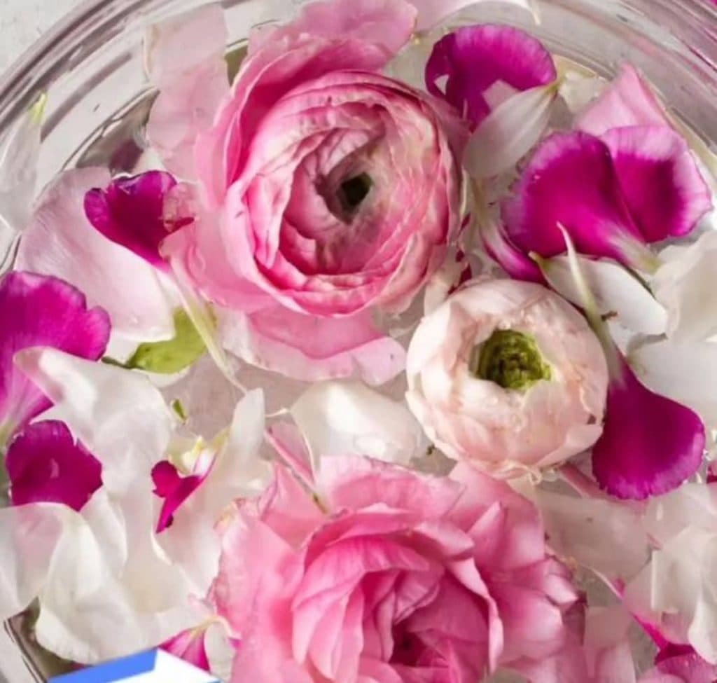 نهالستان گل محمدی در سقز