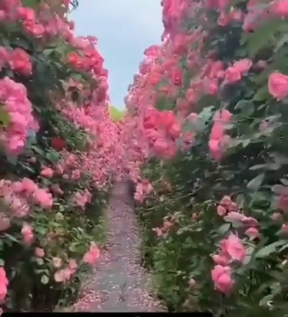 نهالستان گل محمدی در سقز