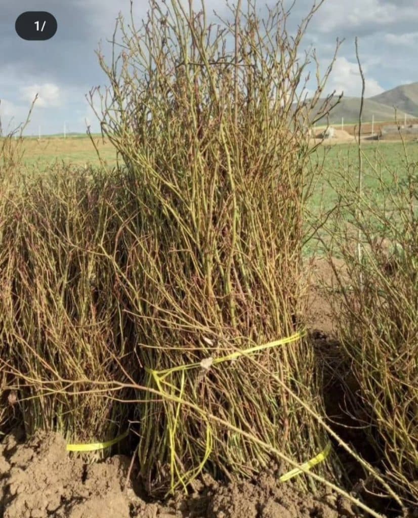 نهالستان گل محمدی در سقز
