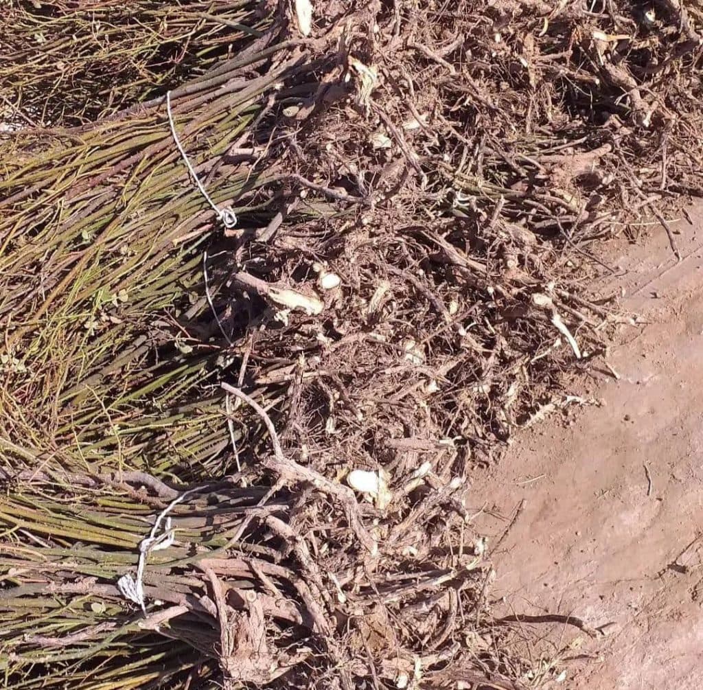 نهالستان گل محمدی در سقز