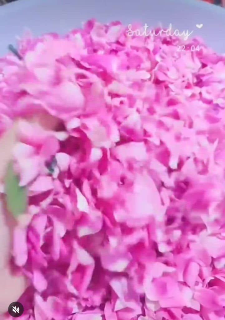 نهالستان گل محمدی در سقز